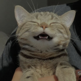 @happycat