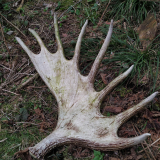 eu.wildlife